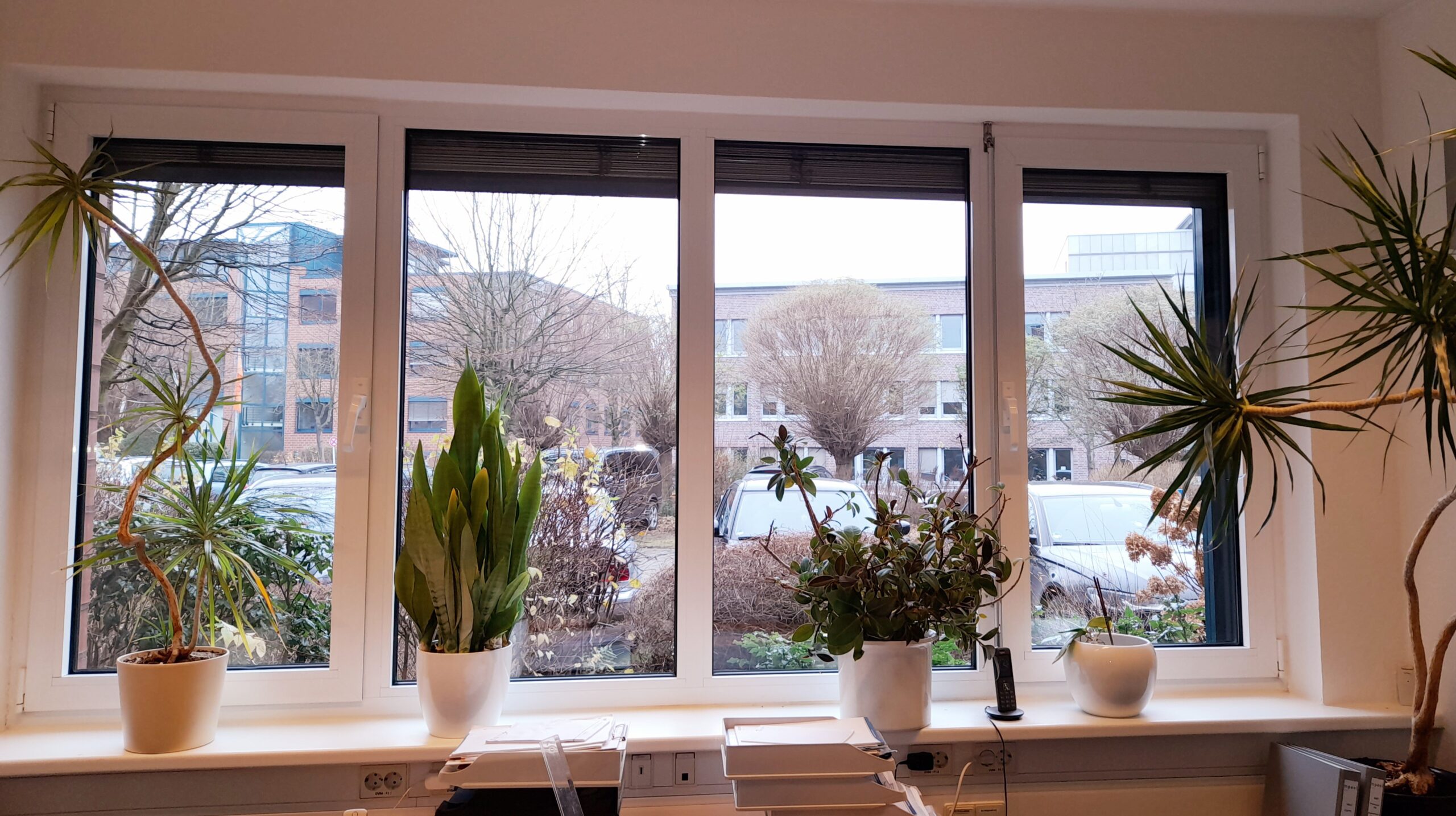 Pflanzen vor Fenster