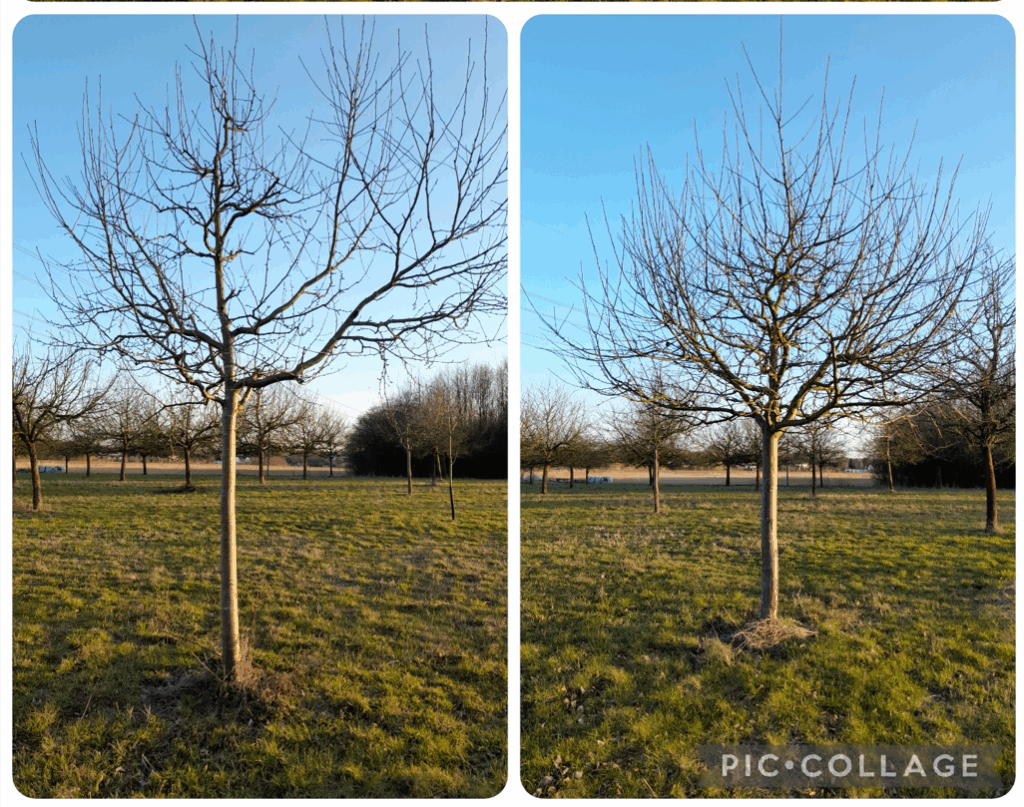 Bilder von Apfelbäumen auf einer Streuobstwiese