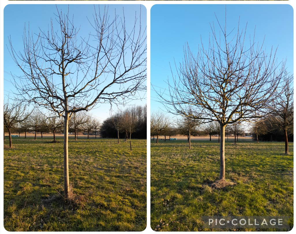 Bilder von Apfelbäumen auf einer Streuobstwiese